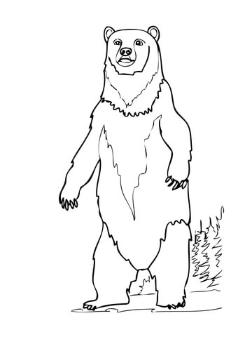 Brown Bear Standing Up Coloring Page